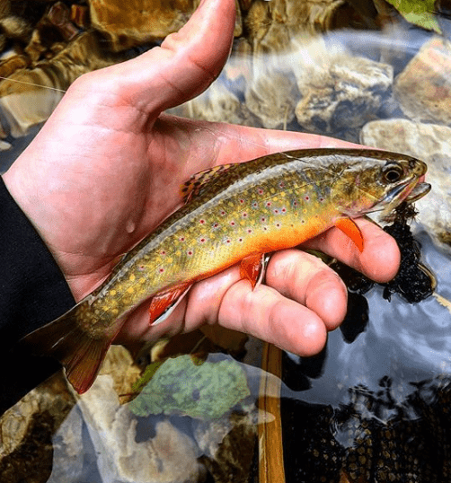 Native Brook Trout caught in Virginia