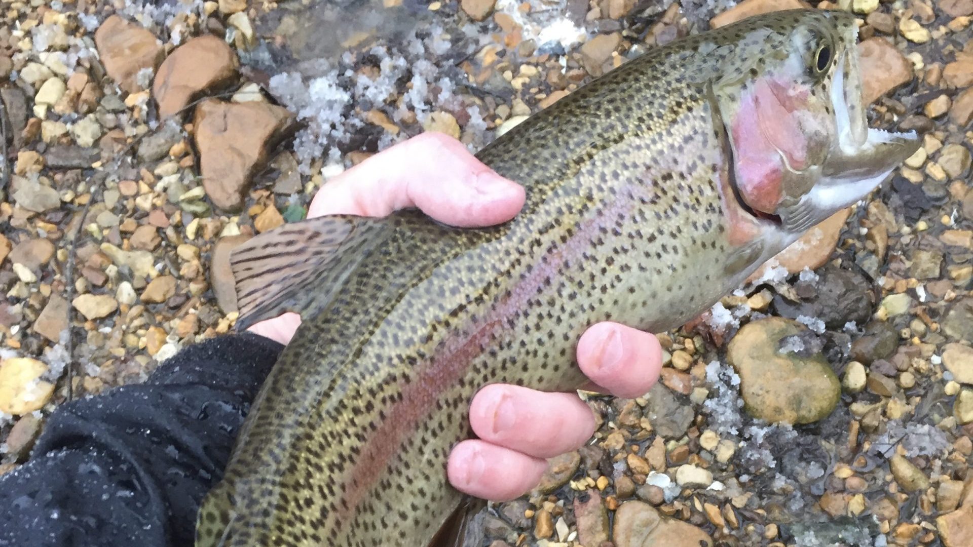 Rainbow Trout Nymphs